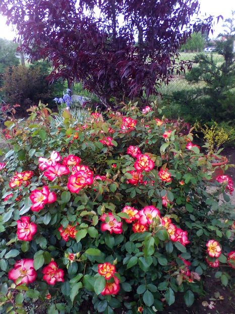  - curtea cu toate cele 2019