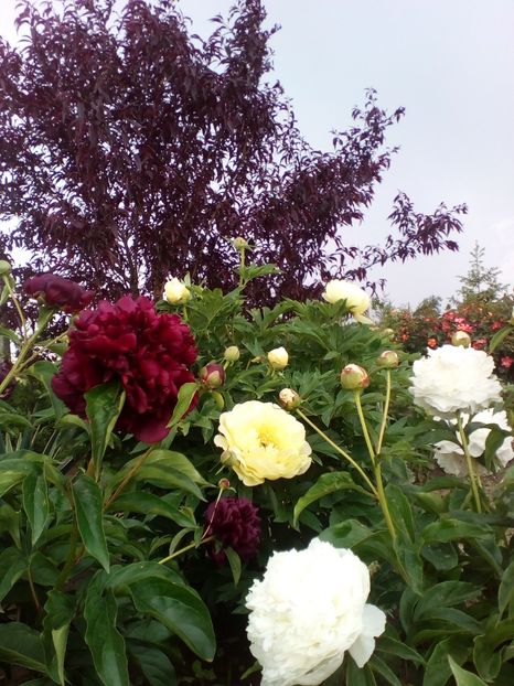  - curtea cu toate cele 2019