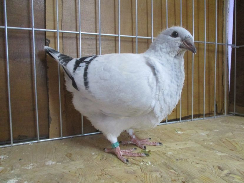 10222-19 - Tineret 2019