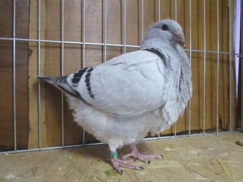 10223-19 - Tineret 2019