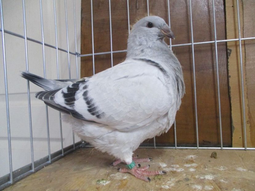 10224-19 - Tineret 2019