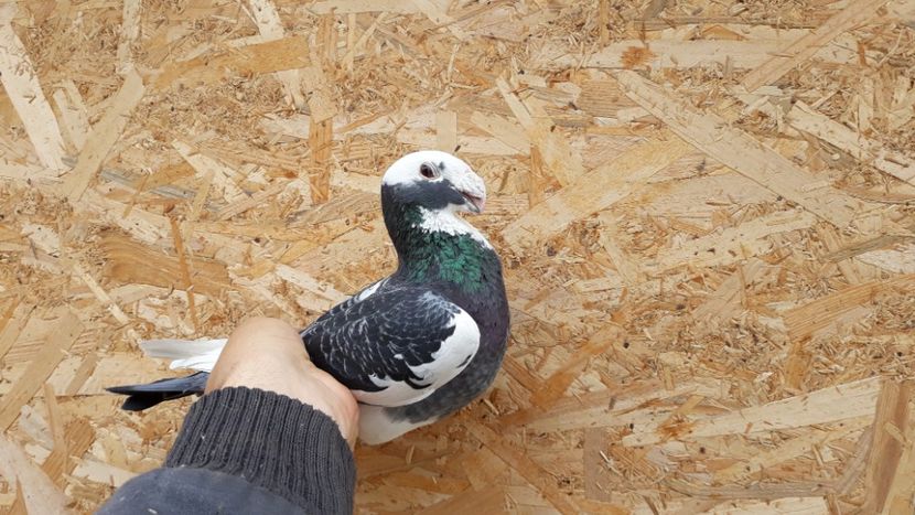  - Voiajori germani de frumusete