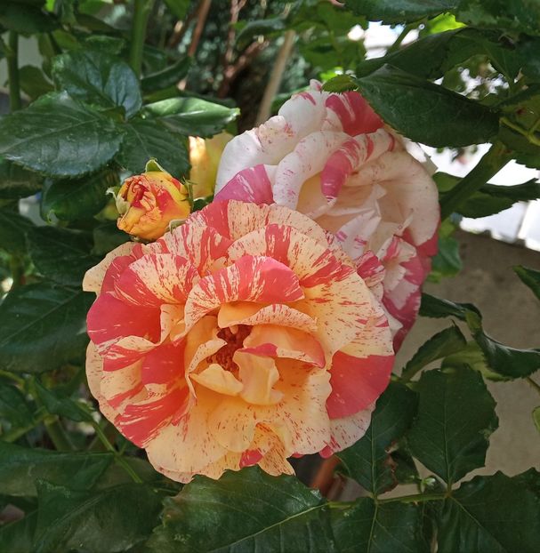 Mai 2019 - Alfred Sisley