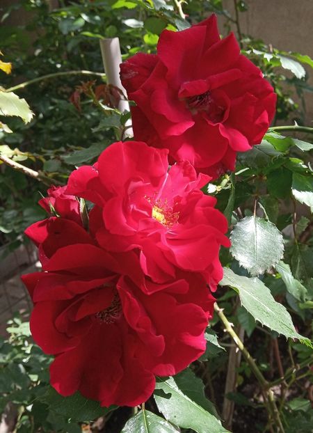 Mai 2019 - Roter Korsar