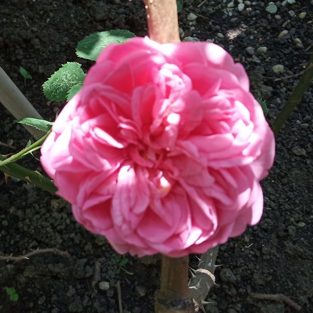 Mai 2019 - Princess Alexandra of Kent