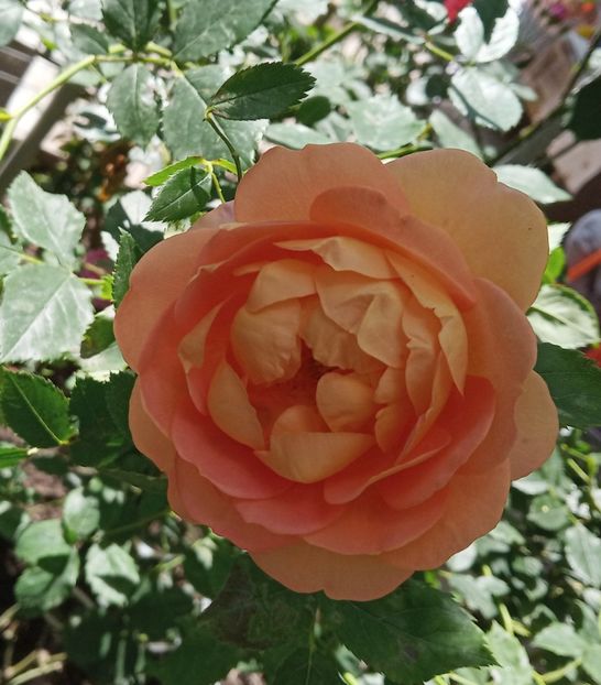 Mai 2019 - Lady of Shalott