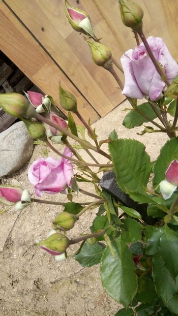 IMG-20190525-WA0005 - Blue River