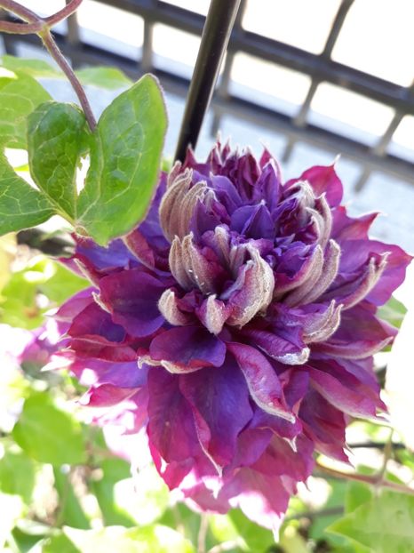 Vivian Pennel - Clematite