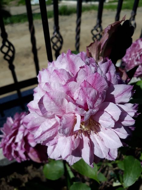 Patricia Ann Fretwell - Clematite