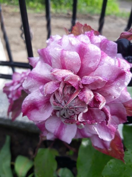  - Clematite