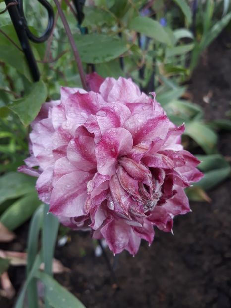 Patricia Ann Fretwell - Clematite