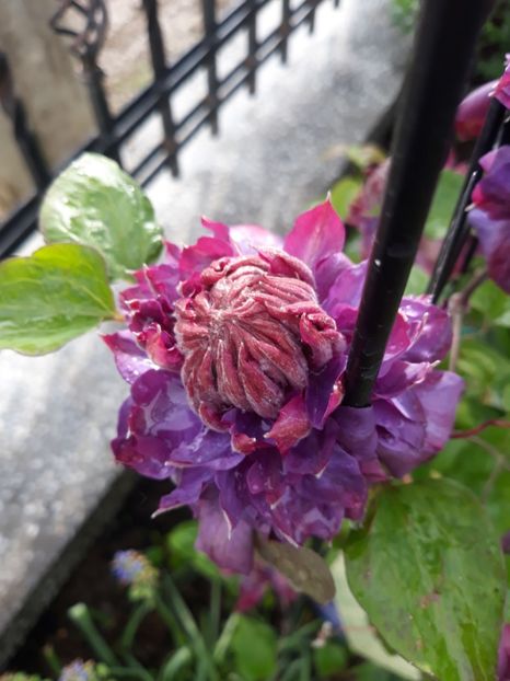 Vivian Pennel - Clematite