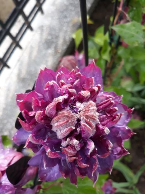 Vivian Pennel - Clematite