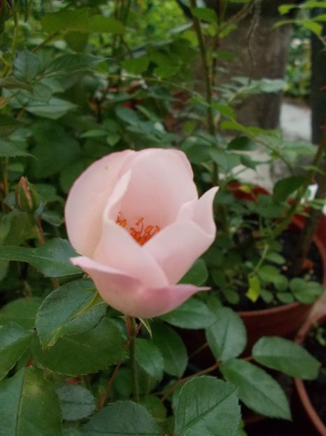  - Gradina mea 2019