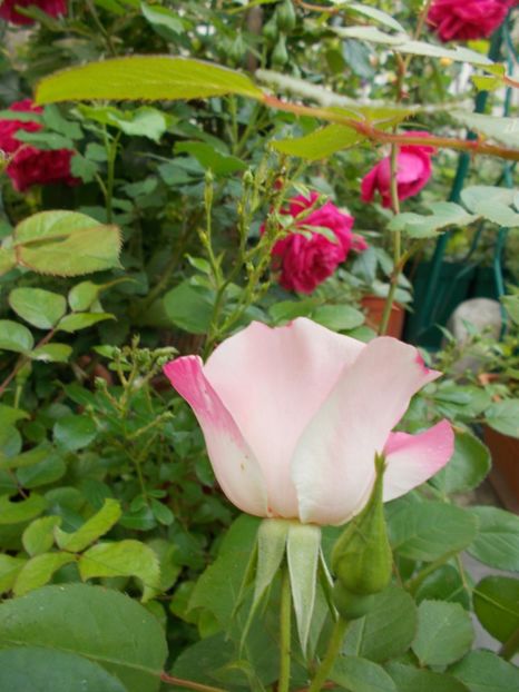  - Gradina mea 2019
