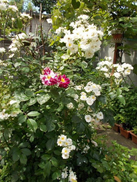  - Gradina mea 2019