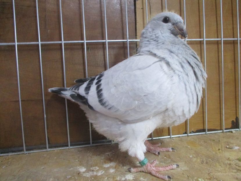 10225-19 - Tineret 2019