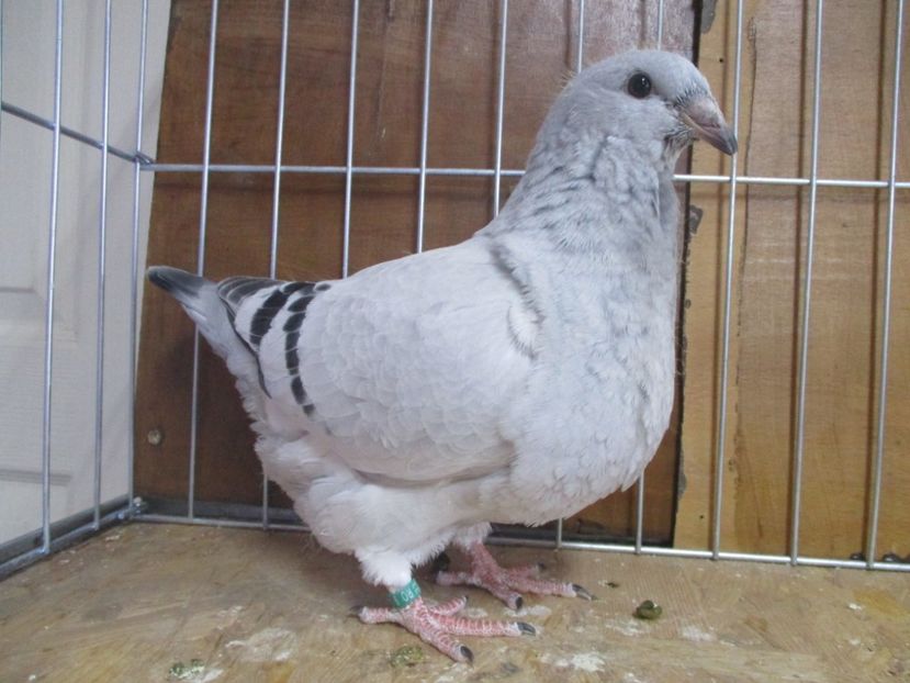 10226-19 - Tineret 2019