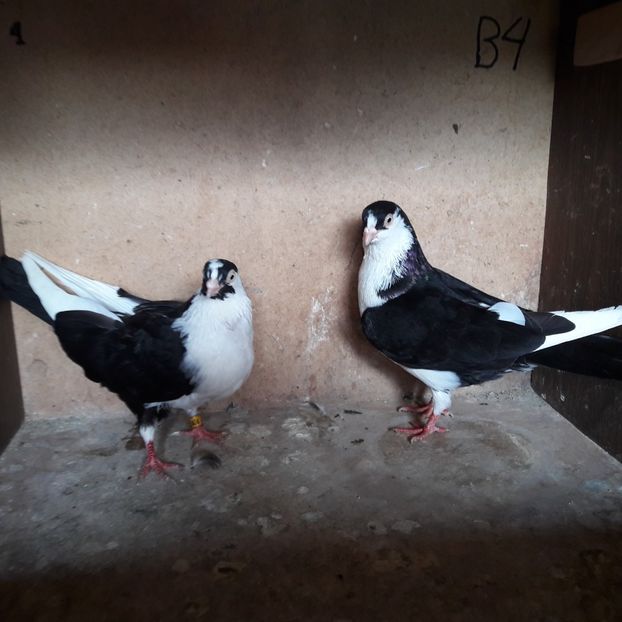  - Jucători de galați