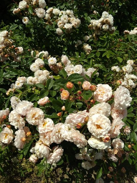 IMG-20190525-WA0031 - Trandafiri 2019