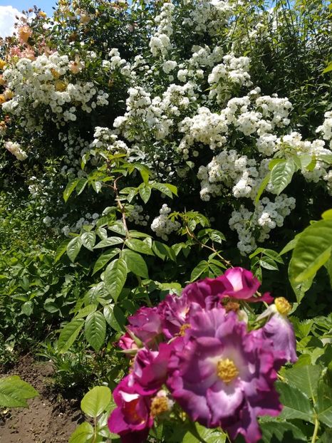 IMG-20190525-WA0025 - Trandafiri 2019