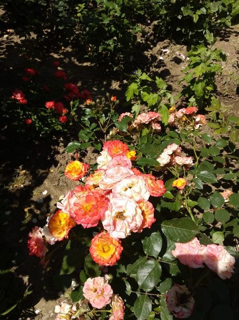 IMG-20190525-WA0024 - Trandafiri 2019