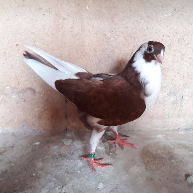 Pui 2019 - Jucători de galați