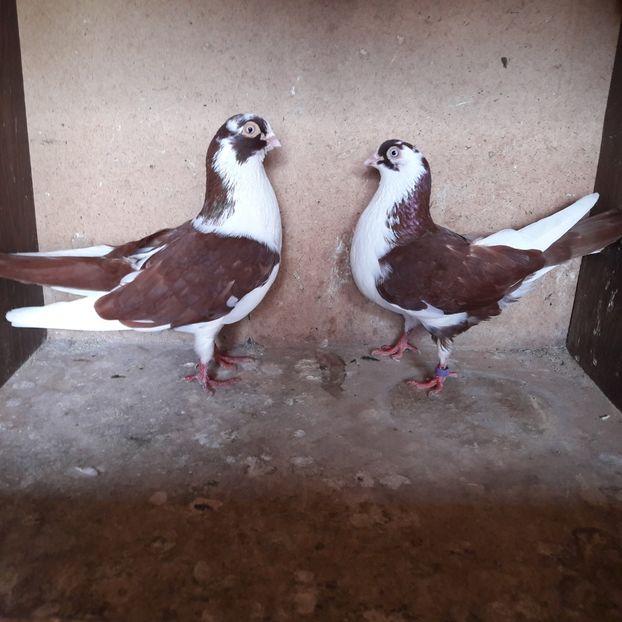  - Jucători de galați