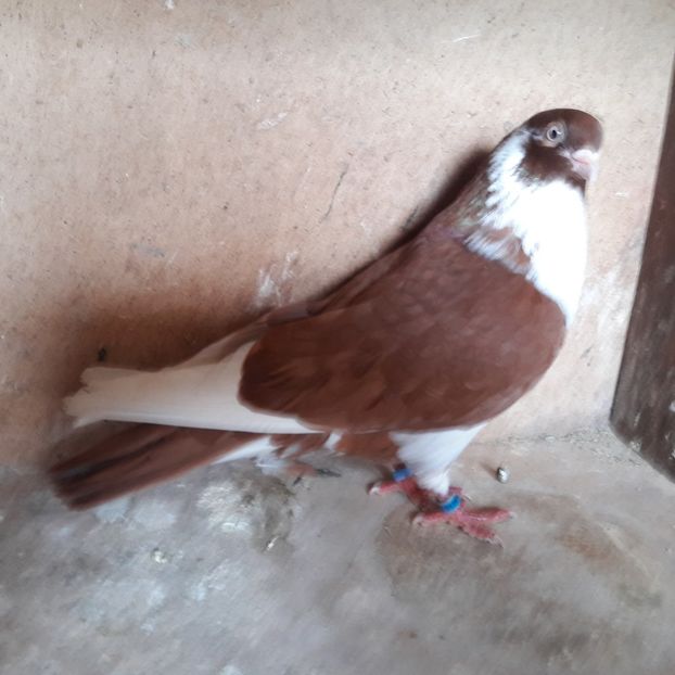  - Jucători de galați