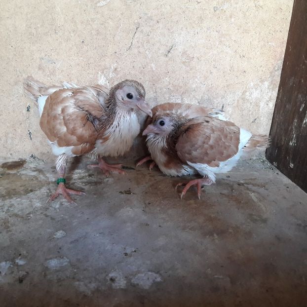 Pui 2019 - Jucători de galați