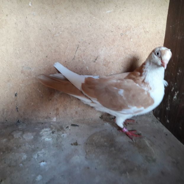 20190525_182512(0) - Jucători de galați