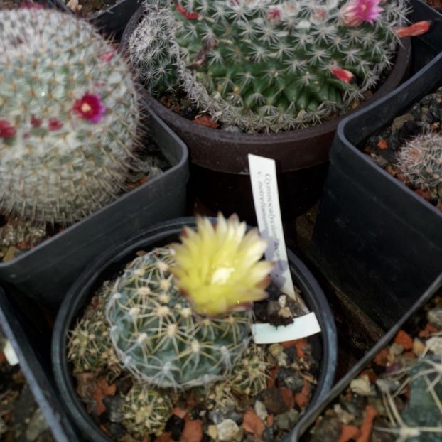 Gymnocalycium Andreae - Cactusi înfloriti 2019
