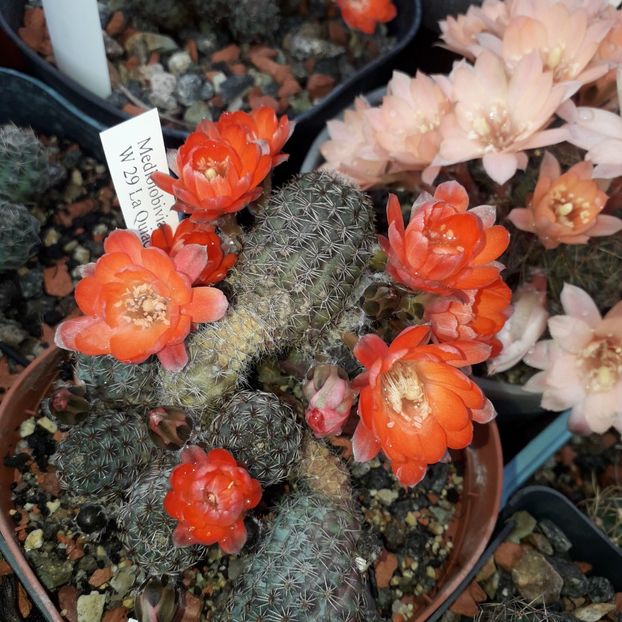 Mediolobivia - Cactusi înfloriti 2019