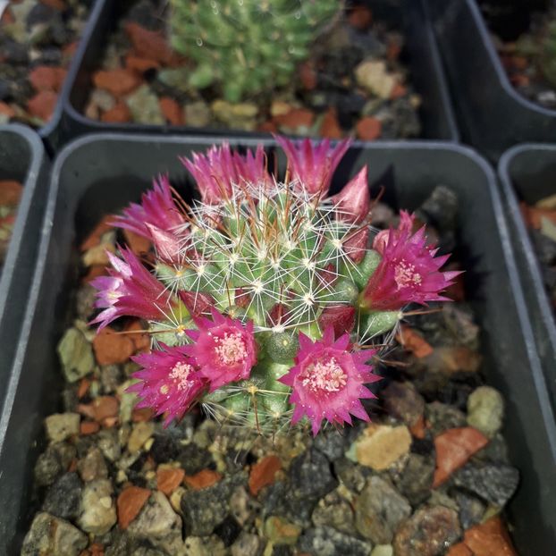  - Cactusi înfloriti 2019