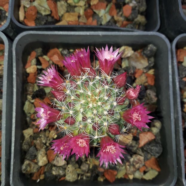 Mammillaria zielmanniana - Cactusi înfloriti 2019