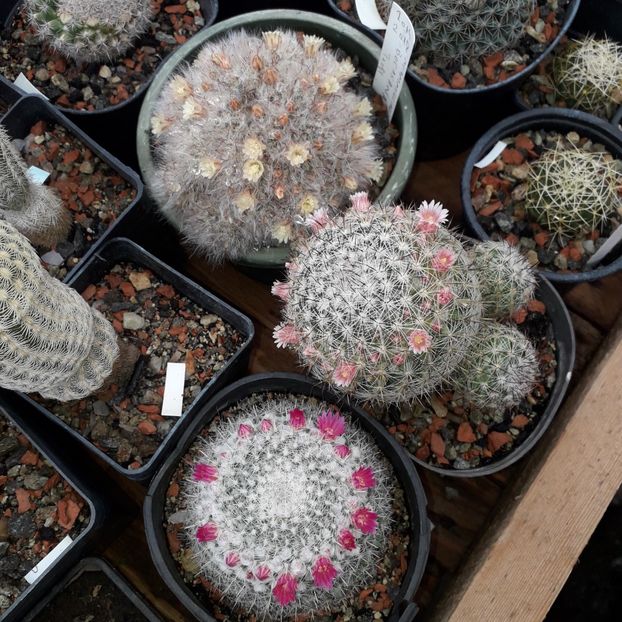 Grup Mammillaria - Cactusi înfloriti 2019