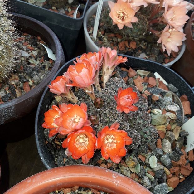 Mediolobivia - Cactusi înfloriti 2019