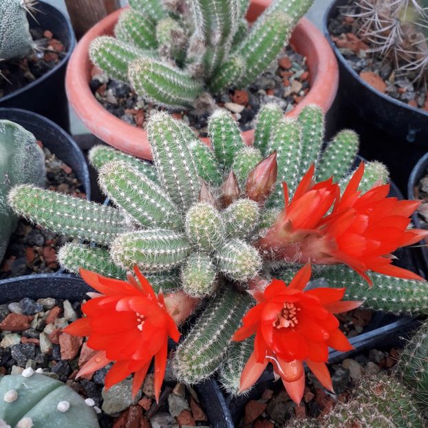 Chamacereus silvestrii - Cactusi înfloriti 2019