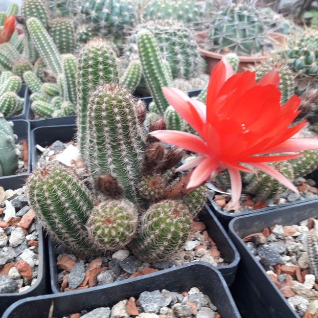 Chamaelobivia - Cactusi înfloriti 2019