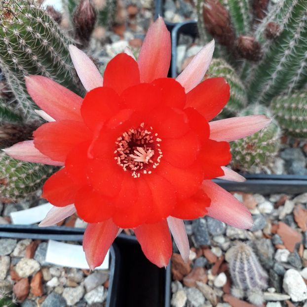 Chamaelobivia - Cactusi înfloriti 2019