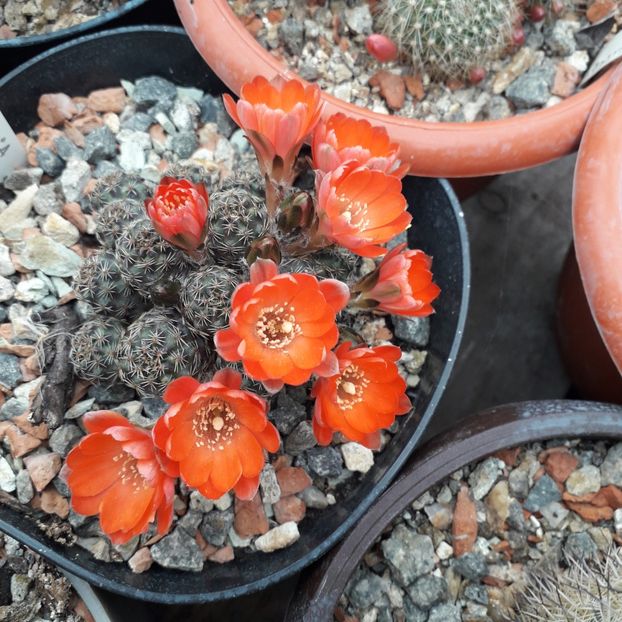 Mediolobivia - Cactusi înfloriti 2019