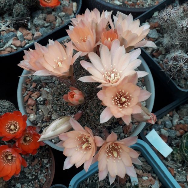 Mediolobivia pygmaea - Cactusi înfloriti 2019