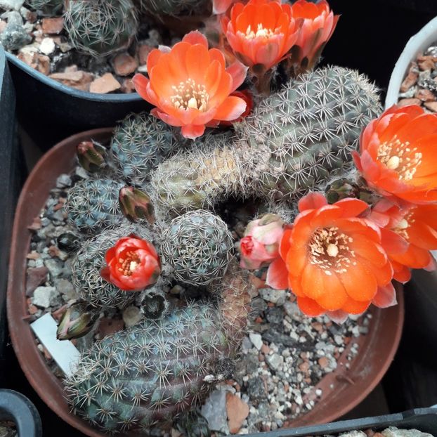 Mediolobivia - Cactusi înfloriti 2019