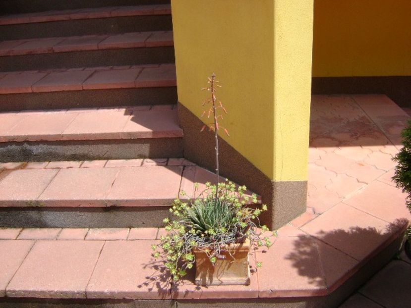 Aloe aristata, tija florala - Primavara 2019