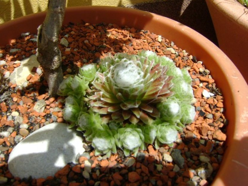 Sempervivum - Primavara 2019