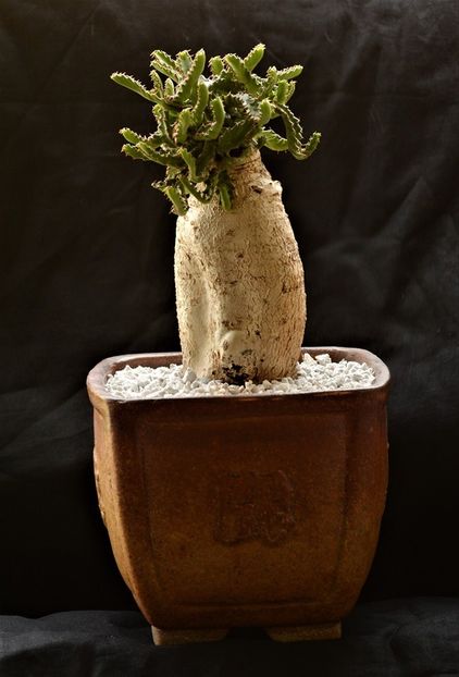 Euphorbia stellata - Vase - aranjamente - accesorii