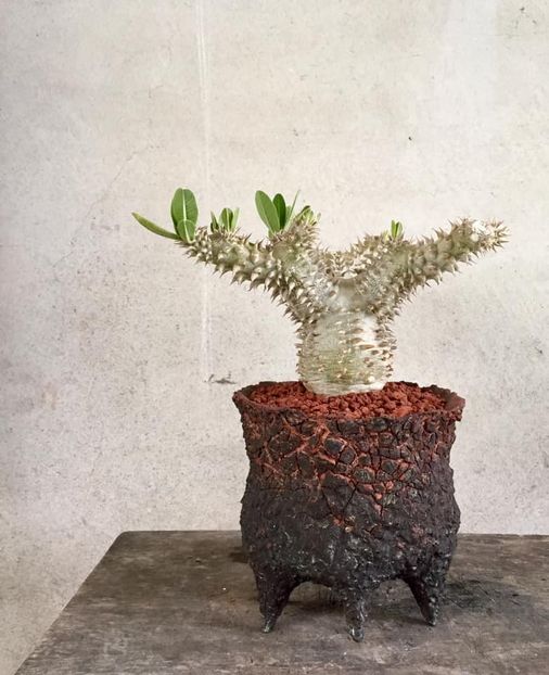 Pachypodium brevicaule × densiflorum - Vase - aranjamente - accesorii