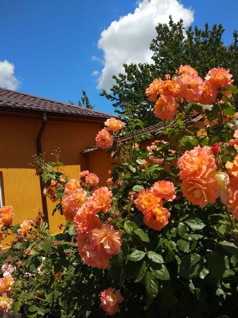 IMG-20190525-WA0006 - Trandafiri 2019