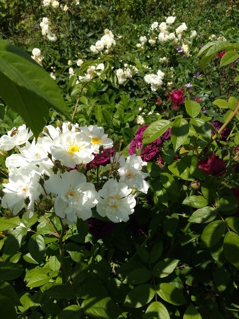 IMG-20190525-WA0023 - Trandafiri 2019