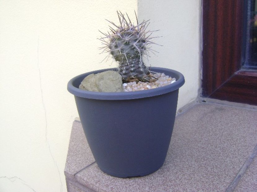 Austrocactus patagonicus - Cactusi 2019